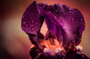 colorful iris flower leafs with drops