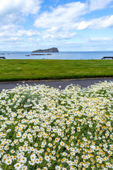 Spring daisies close up background