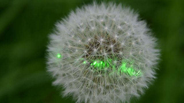 Demonstration of green laser beam in nature using dandelion flower head (puffball)

