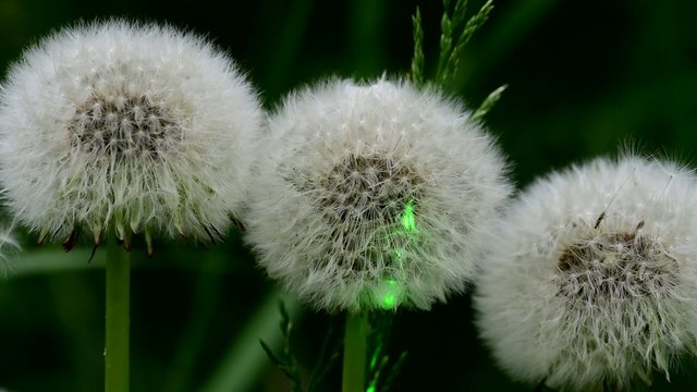 Demonstration of green laser beam in nature using dandelion flower heads (puffballs)
