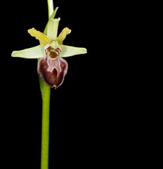 Ophrys sphegodes. Early spider orchid isolated on black.