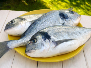 Three dorado fishes closeup