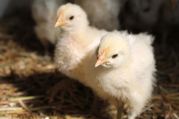 Chicken Kids (Bresse Gauloise)