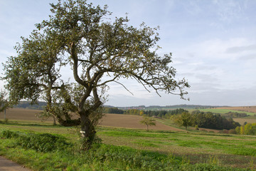 Fototapeta na wymiar Landschaft mit einem Baum im Vordergrund