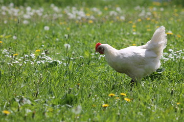 Chicken on Meadow (Bresse Gauloise)