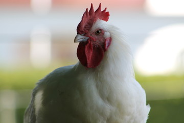 Rooster (Bresse Gauloise)