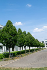 Naklejka premium Baumreihe