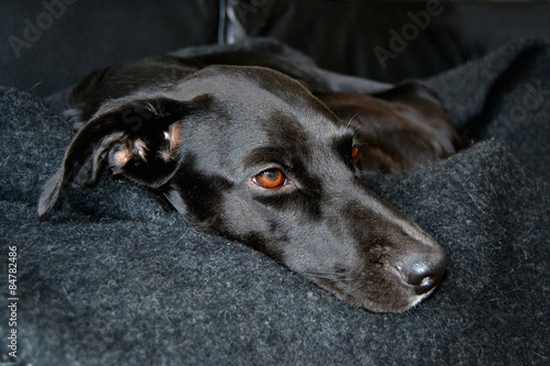 "Entspannter Hund" Stockfotos und lizenzfreie Bilder auf