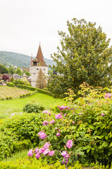 Stadt Zug, Zug, Stadt, Altstadt, Turm, Kapuzinerturm, Rosengarten, Weinberg, Park, Festung,...