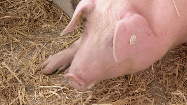 Adult Pigs Feeding on Animal Breeding Farm