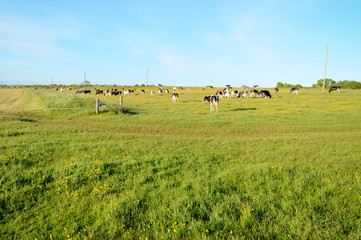 Fototapeta premium Grazing cows