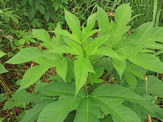 初夏のオオブタクサの葉っぱ