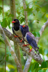Couple of Red-billed blue magpie (Urocissa erythrorhyncha) 