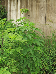 初夏のオオブタクサの葉