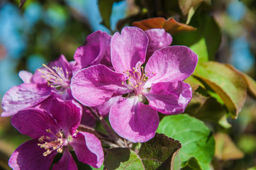 Obraz premium Apple flower Pink color