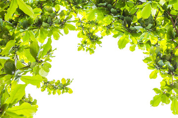 Green forest with sunlight