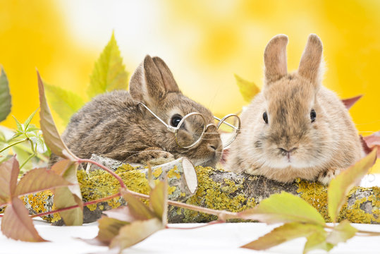 Kaninchen im Laub