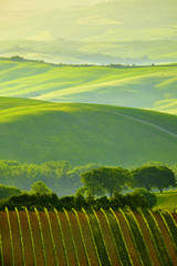 Fototapeta na wymiar Green Tuscany hills