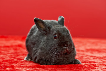 schwarzes Kaninchen auf rotem Hintergrund