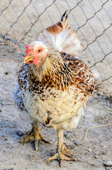 Colored chicken at the farm, close up
