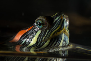 Young turtle sitting in aquarium