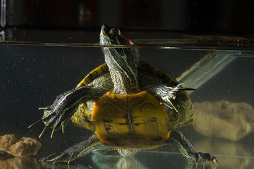 Fototapeta premium Young turtle sitting in aquarium