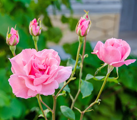 Pink rose flowers close up, bokeh background