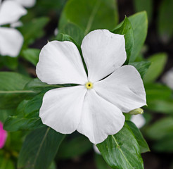 White Impatiens flower, jewelweed, touch-me-not, snapweed.