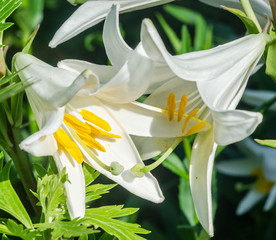 White Lilium flower (members of which are true lilies), close up