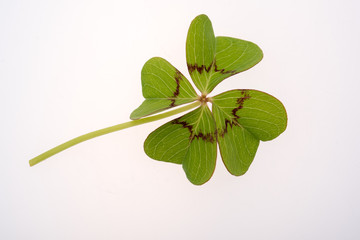 Four leaf clover