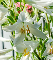 White Lilium flower (members of which are true lilies), close up