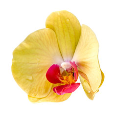 Yellow orchid flowers, Orhideea Phalaenopsis, isolated.