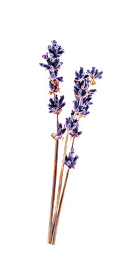 Fototapeta Dark blue Lavandula flower (common name lavender)