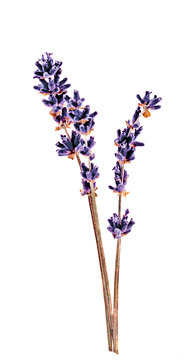 Fototapeta Dark blue Lavandula flower (common name lavender)