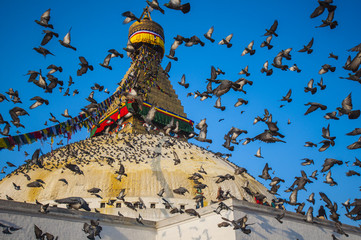 Crowding of pigeons are flying over the great Bodhnath stupa