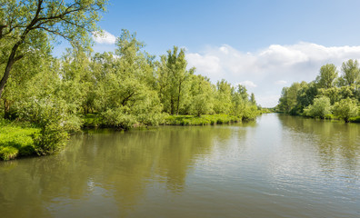 Fresh spring greenery on the banks of a Dutch nature reserve