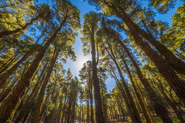 Fototapeta premium La Palma