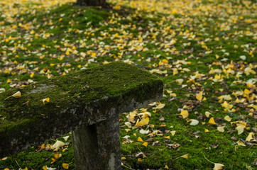 苔むすベンチと銀杏