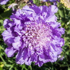 Scabious