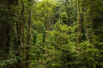 Rainforest Karibik