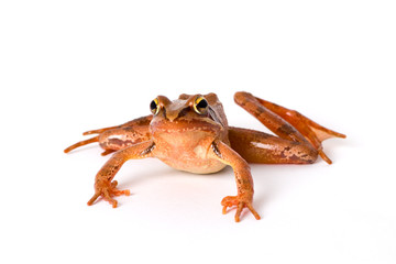 Frog crawling isolated on white background. It´s a spring frog (Rana dalmatina).