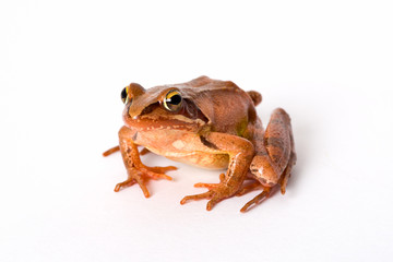Obraz premium Frog sitting isolated on white background. It´s a spring frog (Rana dalmatina).