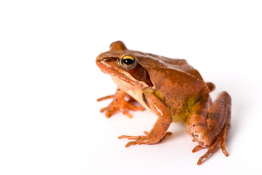 Frog sitting isolated on white background. It´s a spring frog (Rana dalmatina).