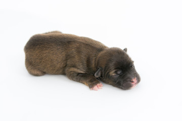 Obraz premium One day for newborn pup