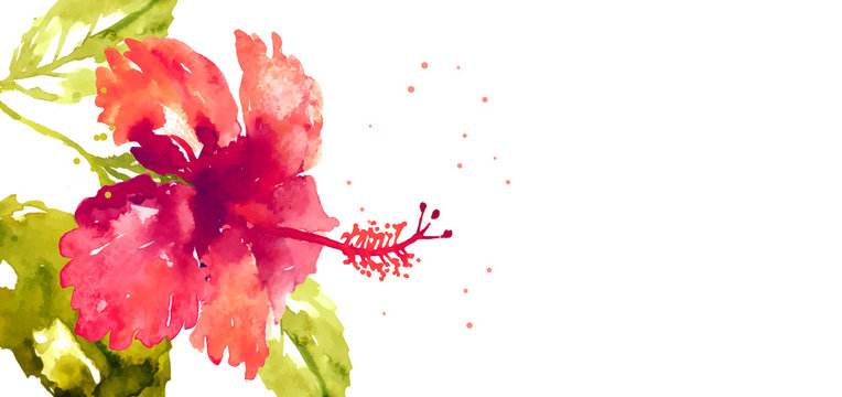 Vector background with red watercolor hibiscus