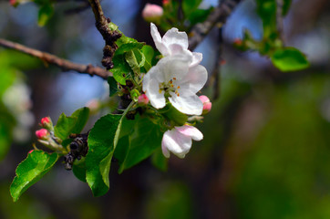 apple tree blossoms