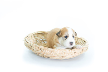 Puppy in a wicker basket isolated