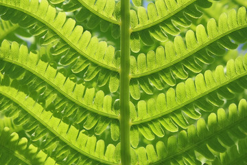 Green leaf of fern