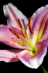 Lily flower with white-pink petals isolated on black background, closeup