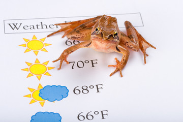 Frog as a weather prophet makes the weather forecast, English Version
